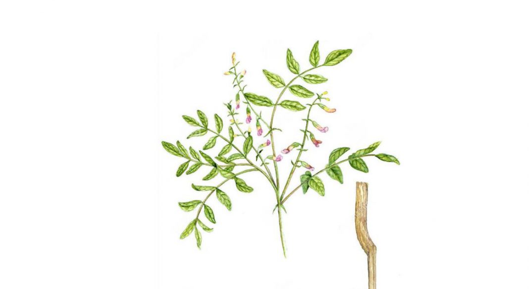 Astragalus Membranaceus geven yeni