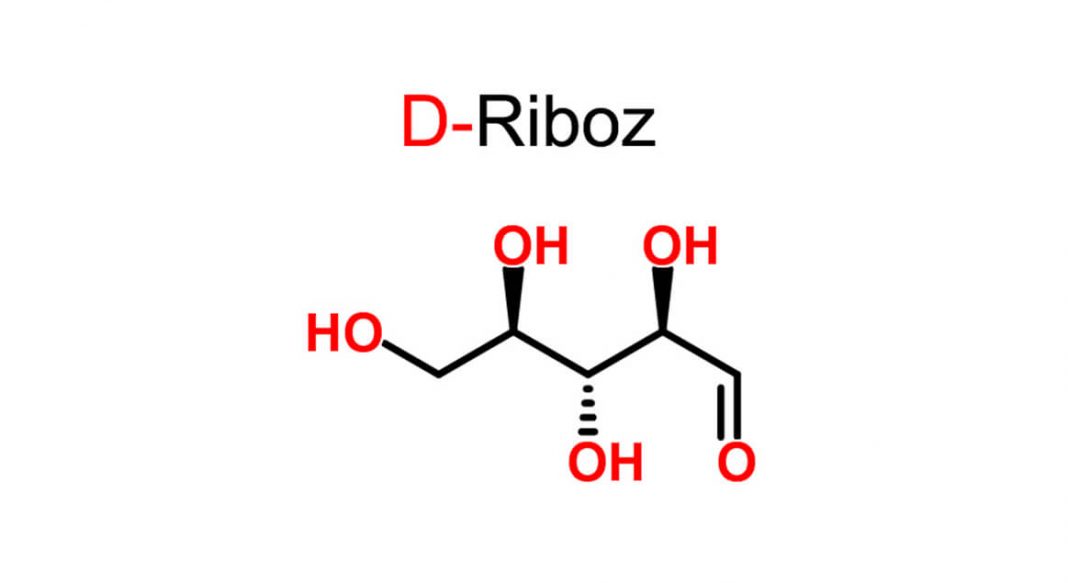D-Riboz yeni