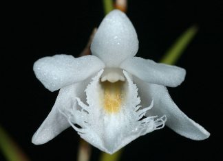 Dendrobium yeni