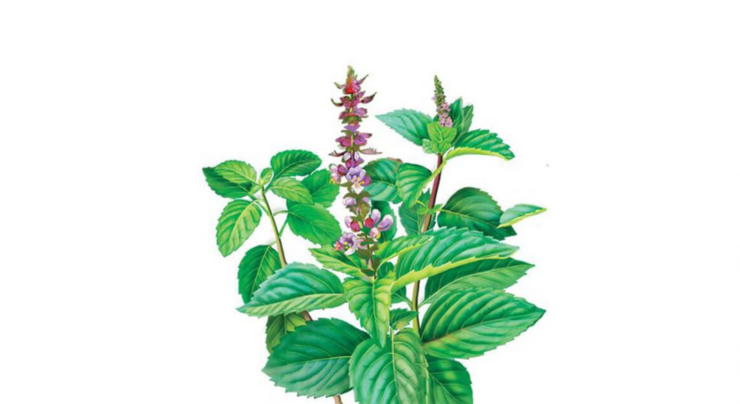 Holy Basil ( Kutsal Feslegen ) yeni