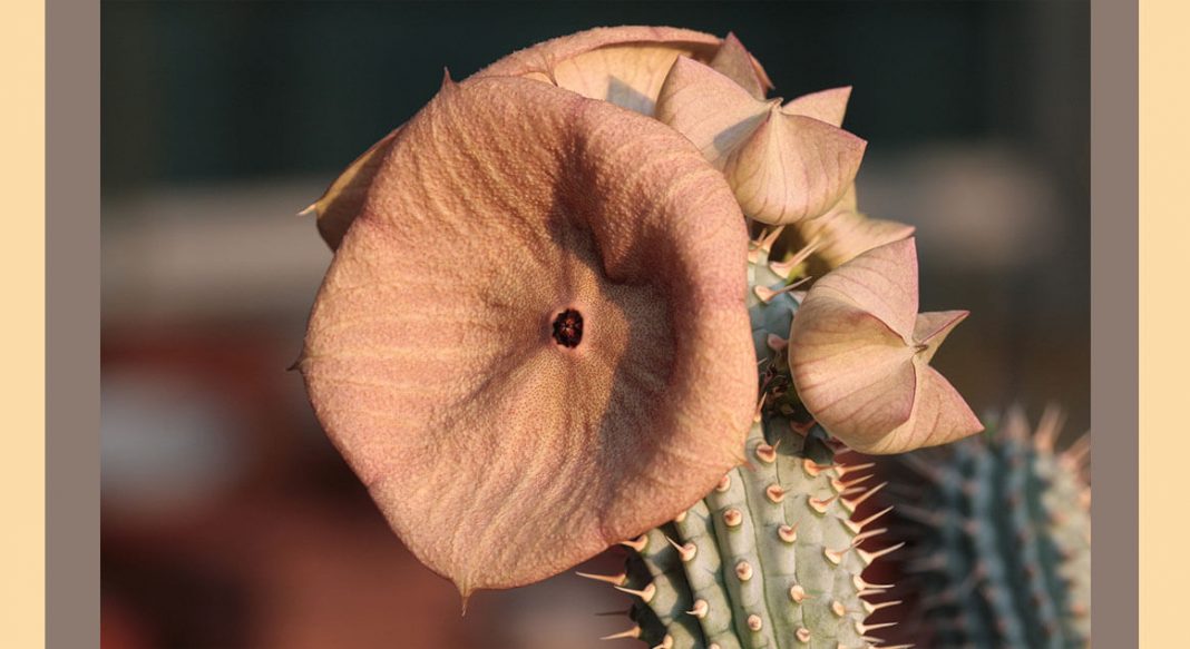 Hoodia Gordonii (Kalahari Kaktusu) yeni