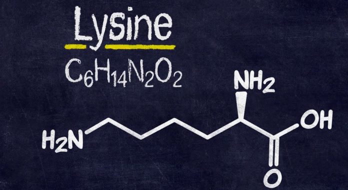 Lysine (Lizin) yeni