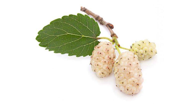 Morus Alba-1
