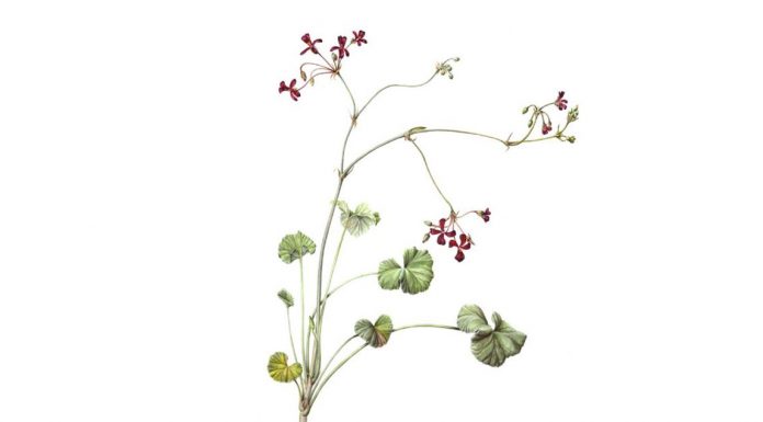 Pelargonium Sidoides ( Afrika Sardunyasi ) 1