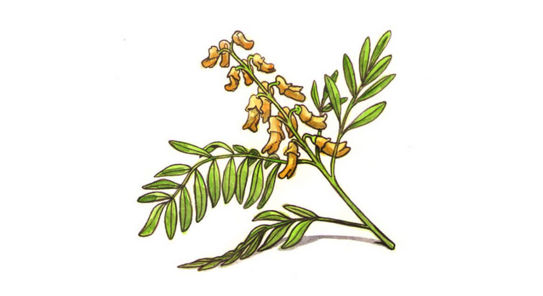 Sophora Flavescens (Sofora) yeni