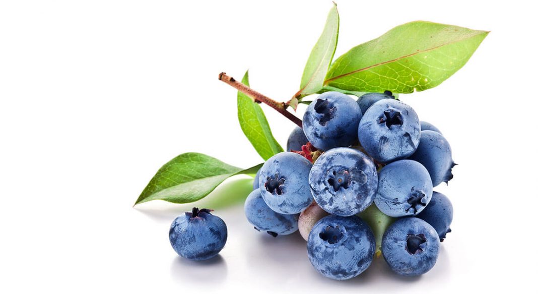 Yaban Mersini ( Blueberry ) yeni meyvesi