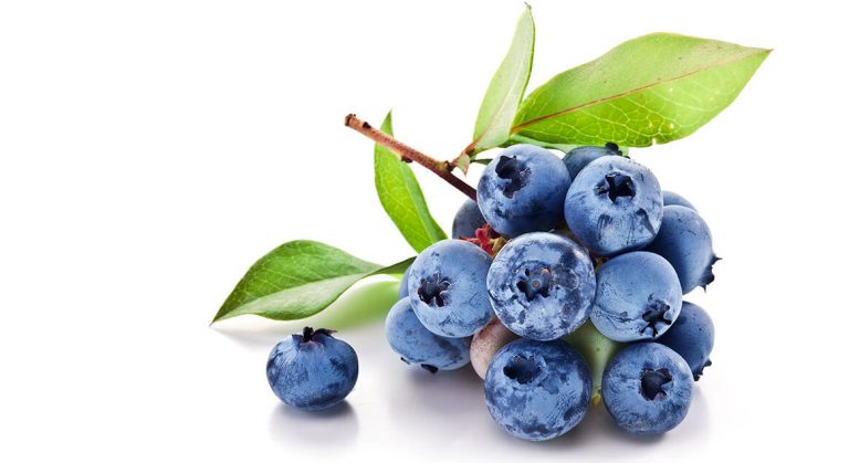 Yaban Mersini ( Blueberry ) yeni meyvesi