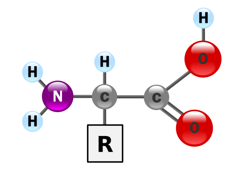 Amino Asit Nedir ? (Çeşitleri)