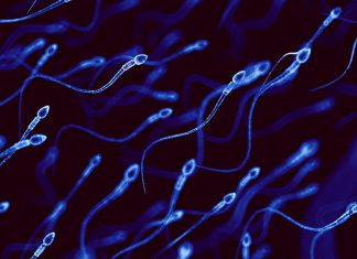 Sperm ve Protein yeni