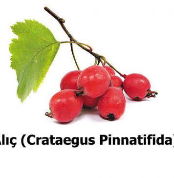 Alic-Crataegus-Pinnatifida-1
