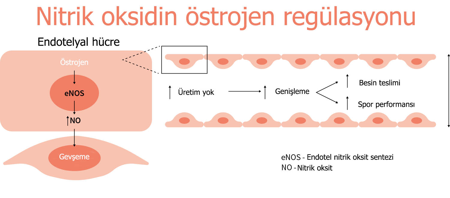 Nitrik oksidin östrojen regülasyonu