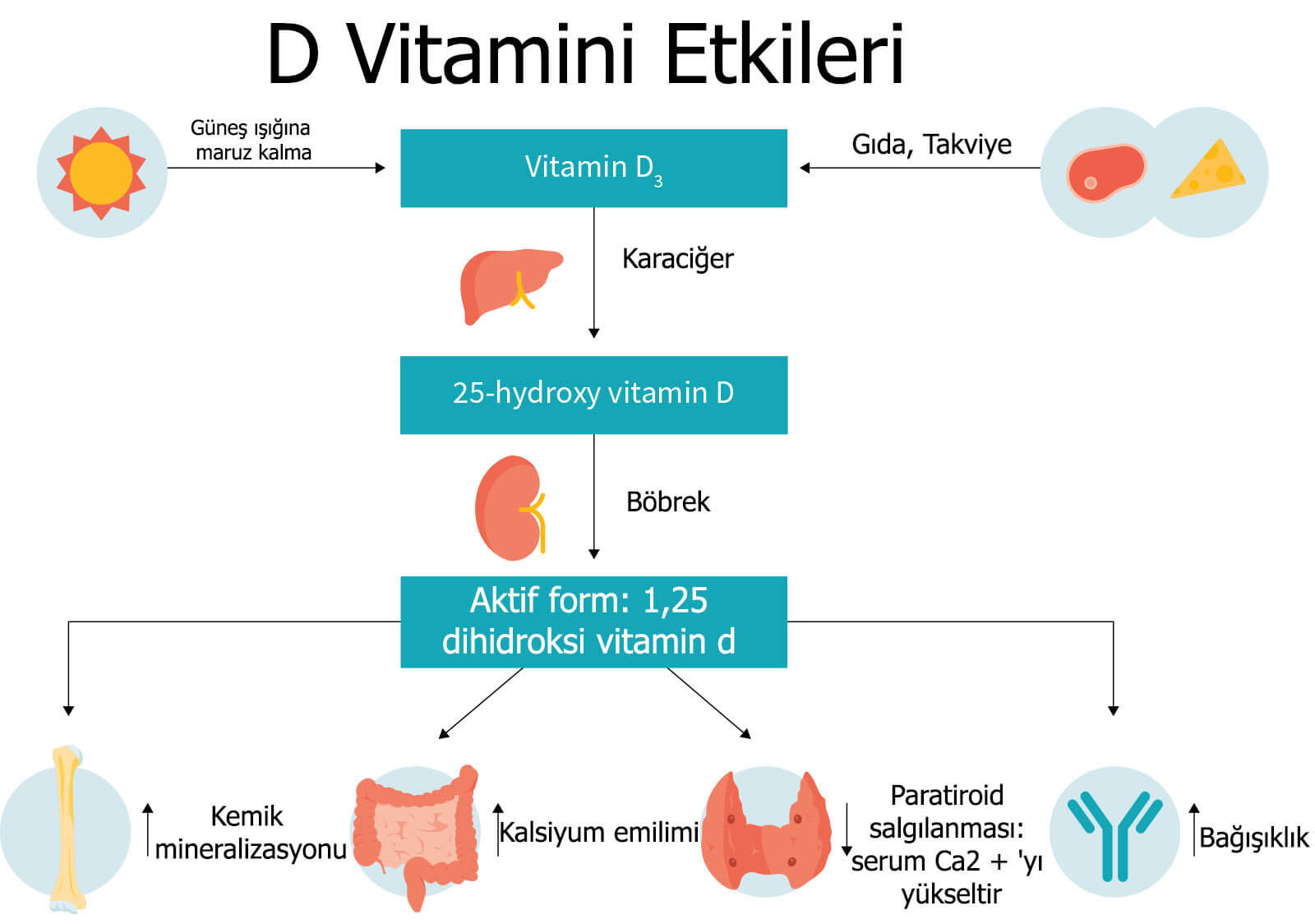 D Vitamininin Dozajını Düşürmek Kemik Yoğunluğu İçin Sonuçları